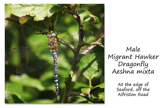 Migrant Hawker Dragonfly - Seaford - 11.9.2015