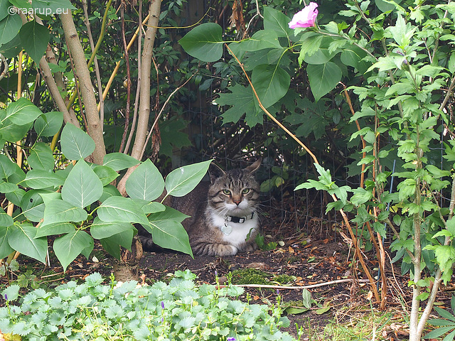 Bastian in the garden