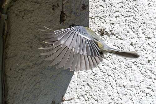 20160512 1526VRMw [D~LIP] Kohlmeise (Parus major), Bad Salzuflen