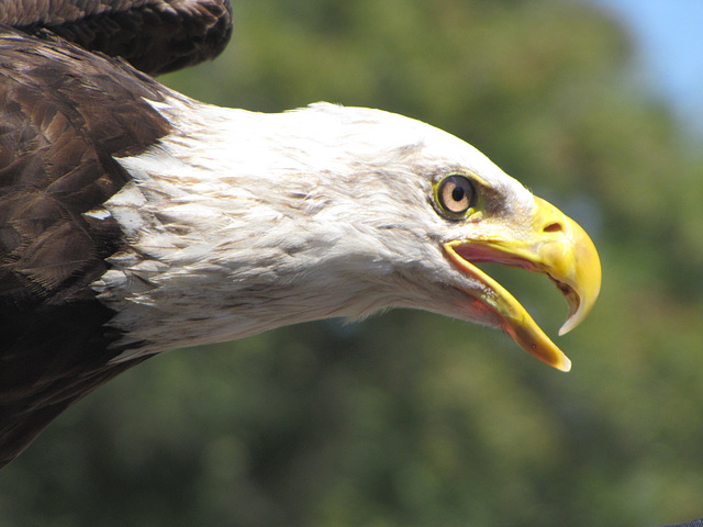 Beautiful Eagle,  "FREEDOM"  .... Georgia Southern University mascot