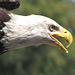 Beautiful Eagle,  "FREEDOM"  .... Georgia Southern University mascot