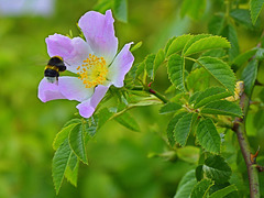 Dog Rose and a busy Bee