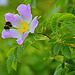 Dog Rose and a busy Bee