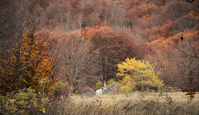 Autumn breath