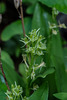 Liparis loeselii (Loesel's Twayblade orchid)