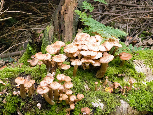 Fungi.d45jpg