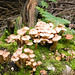 Fungi.d45jpg