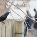 Grackle, finally