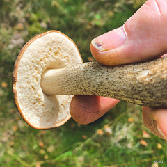 Bolete