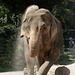 Elefantin Nanda (Zoo Karlsruhe)