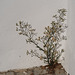 Erigeron bonariensis, Asteraceae