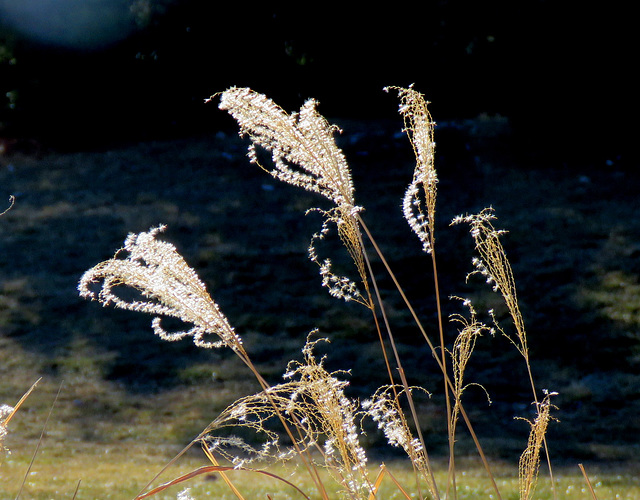 Winter lace.