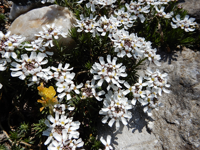 Zwerg- Schleifenblume