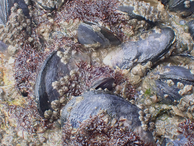 P8280936 Mussels