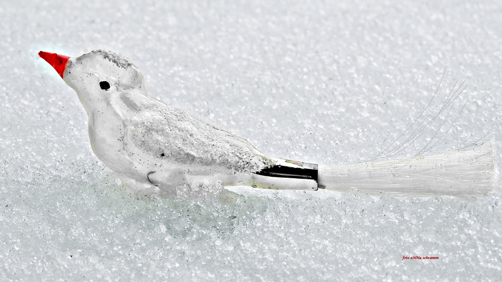 Vogel im Schnee