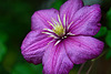 Clematis Jackmanii