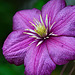 Clematis Jackmanii