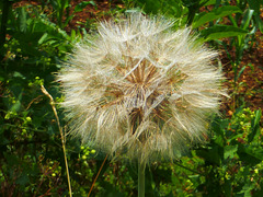 Dandelion seed head