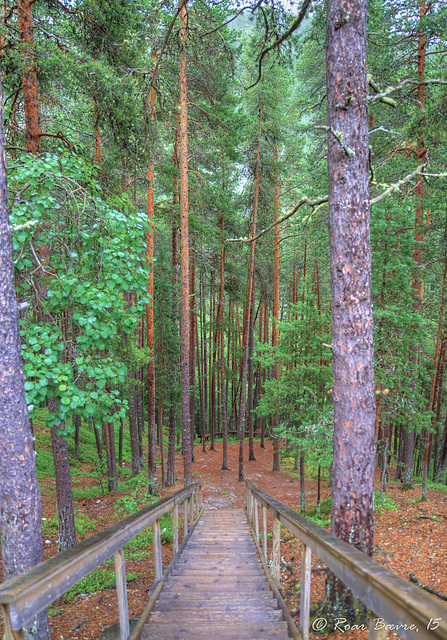 Forest stairs.