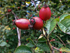20150918 145119Hw [D~SHG] Rose, Hagebutte, Fischteiche, Rinteln