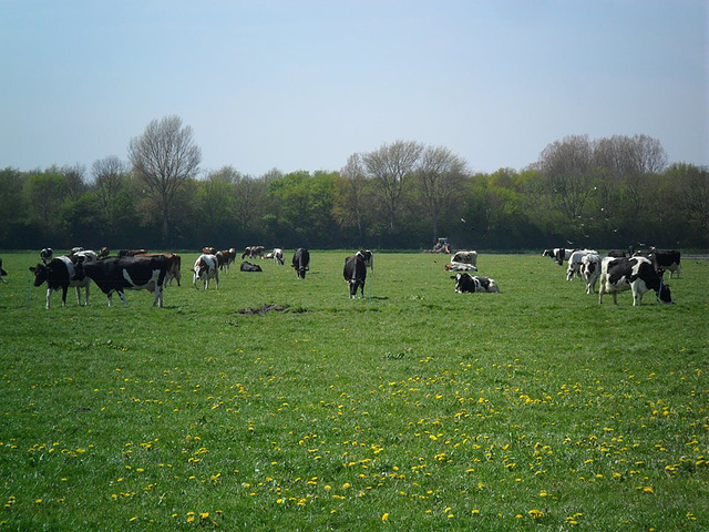 froggelsteiner koeien