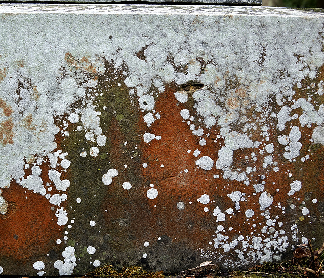 Lichen