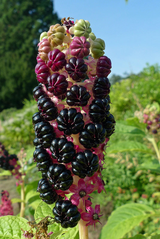 England - Abbey Dore Court Gardens