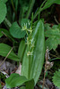 Liparis loeselii (Loesel's Twayblade orchid)