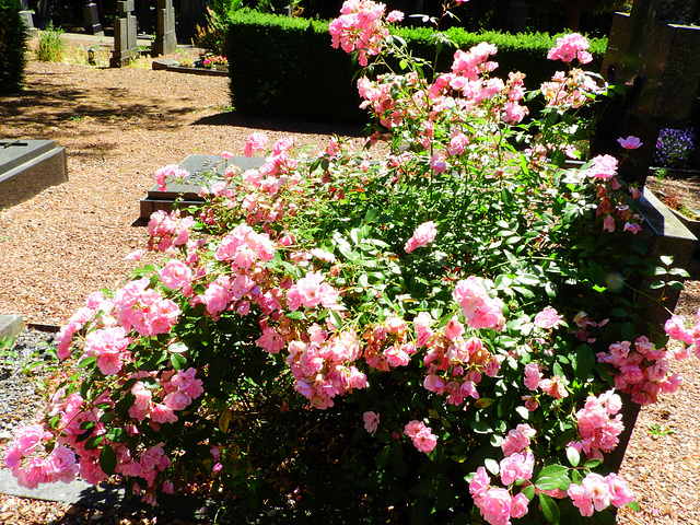 Graveyard flowers