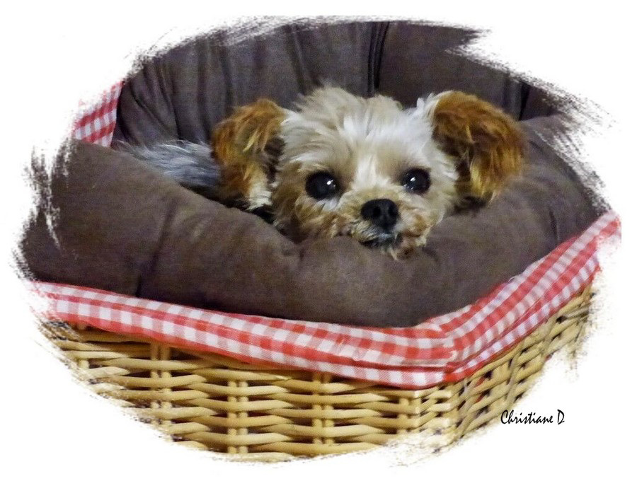 Le petit monstre a fêté ses 13 ans récemment ! (:o)) ***  Recently the little monster celebrated its 13th birthday !