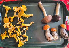 Mushrooms for lunch: chanterelles and Bolete