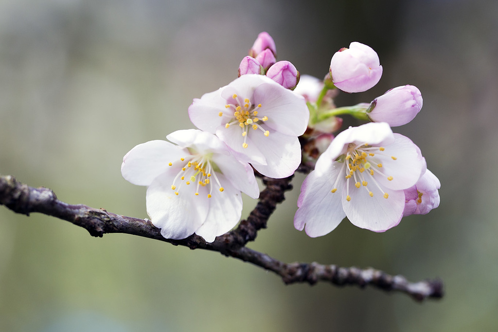 Cherry blossom.