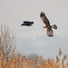 Marsh harrier and a crow