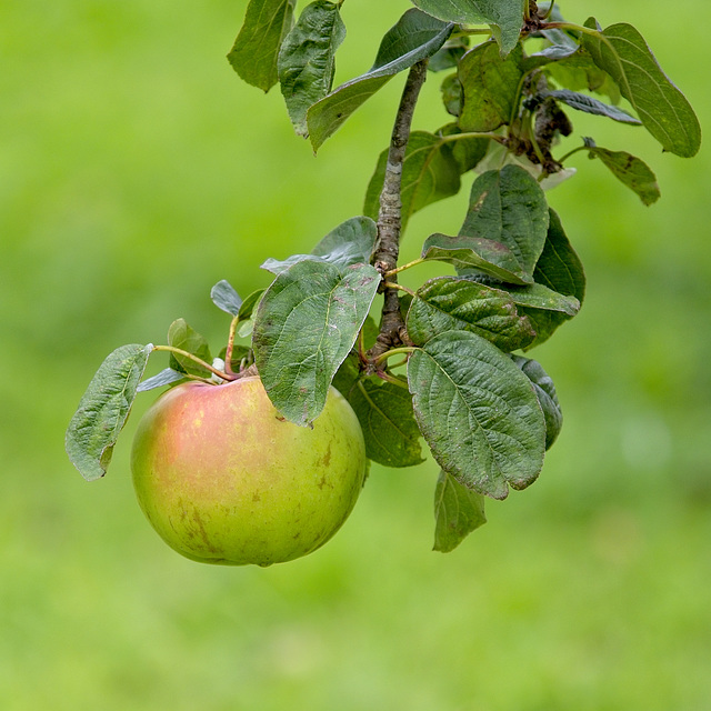 Just an Apple