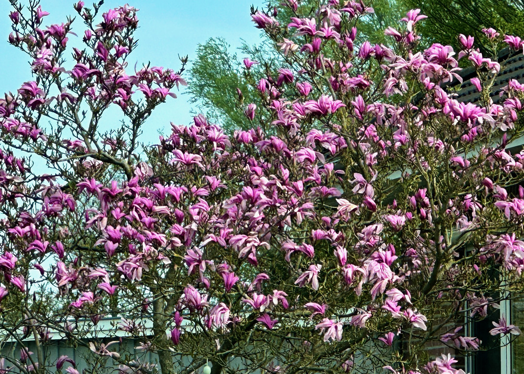 Magnolienbaum