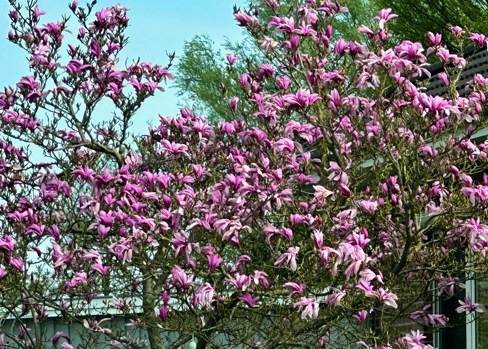 Magnolienbaum