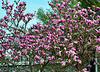 Magnolienbaum
