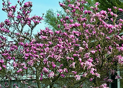 Magnolienbaum