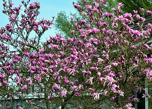 Magnolienbaum