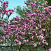 Magnolienbaum
