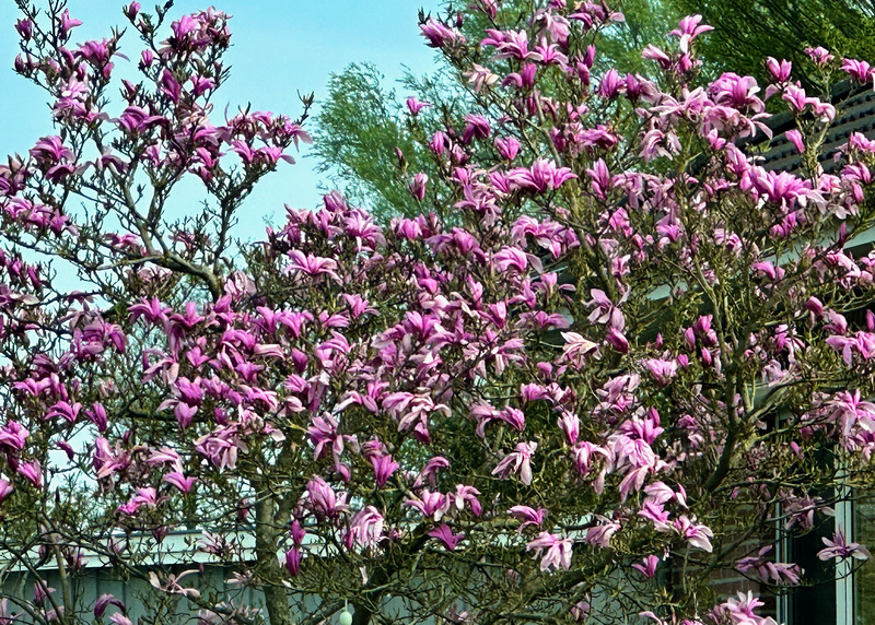 Magnolienbaum