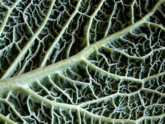 Cabbage leaf close up