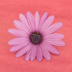 African Daisy