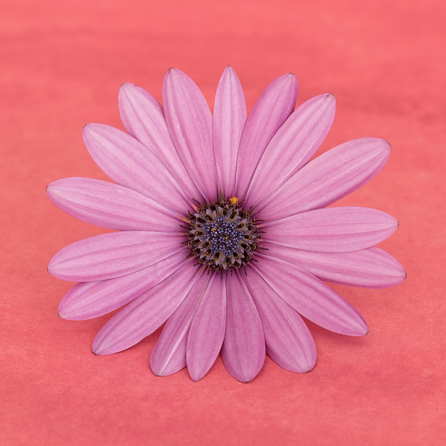 African Daisy