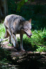 Eurasischen Wolf ... P.i.P. (© Buelipix) Eurasischen Wolf ... P.i.P. (© Buelipix)