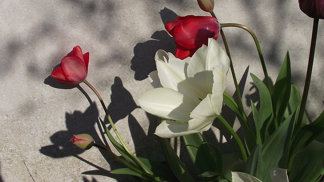 Red tulips and their shadows