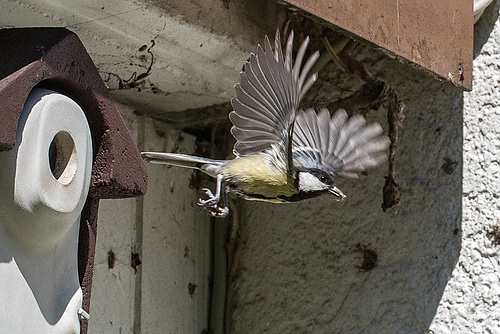 20160512 1543VRMw [D~LIP] Kohlmeise (Parus major), Bad Salzuflen