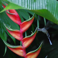 Hummingbird on Heliconia