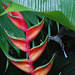 Hummingbird on Heliconia