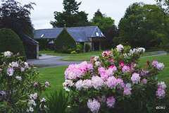 Rhododendrons are late in blooming this year